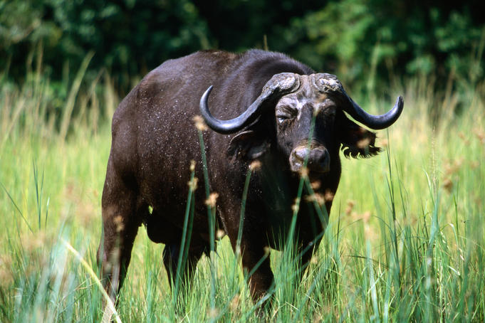 Wildlife In Uganda - Lonely Planet Travel Information