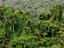 Rainforest, Far North Queensland