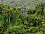 Rainforest.