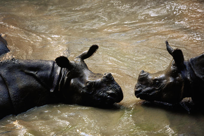 Wildlife In Nepal