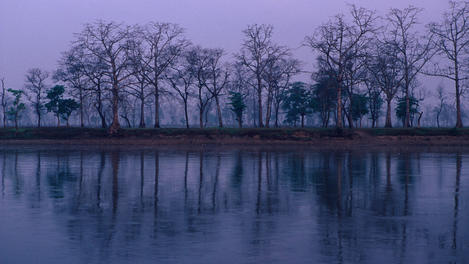 Kapok trees reflected in Narayani River.