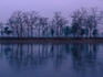 Kapok trees reflected in Narayani River.