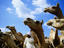 Man with camels, Egypt