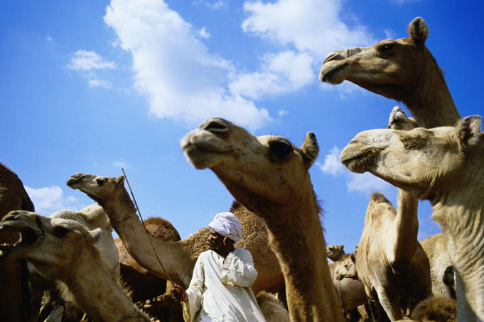 Man with camels at camel market.