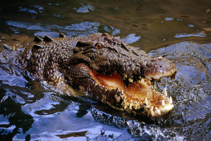 Salt water crocodile at Crocodylus Park.