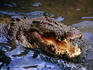 Salt water crocodile at Crocodylus Park.