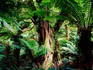 Myrtle Beech tree (300 years old) at Maits Rest in the Otway Ranges.