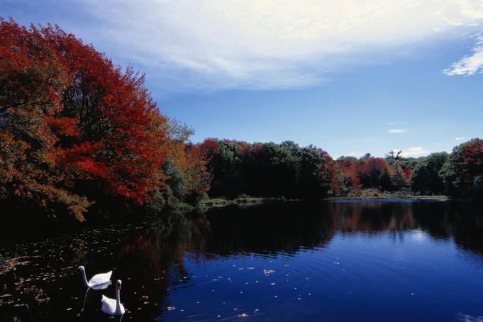 Autumn scene: ducks on a pond - Cape Cod, Maine