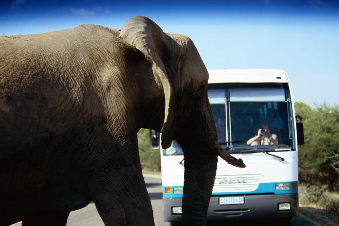 Elephant on road near safari bus.