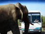 Elephant on road near safari bus.