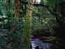Rainforest and stream at Watersmeet at Lake St Clair.