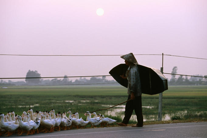 Farmer herding ducks along Hanoi-Haiphong Highway at sunset.