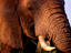 Elephant.