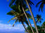 Coconut palms, Tiwi Beach, Kenya