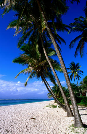 Coconut palms, Tiwi Beach.