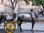 Horse and carriage.
