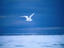 An Ivory Gull (Pagophila ebureus) in flight over Buchanan Bay on  Ellesmere Island.