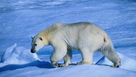 Image_221-4