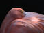 Image_22134-1