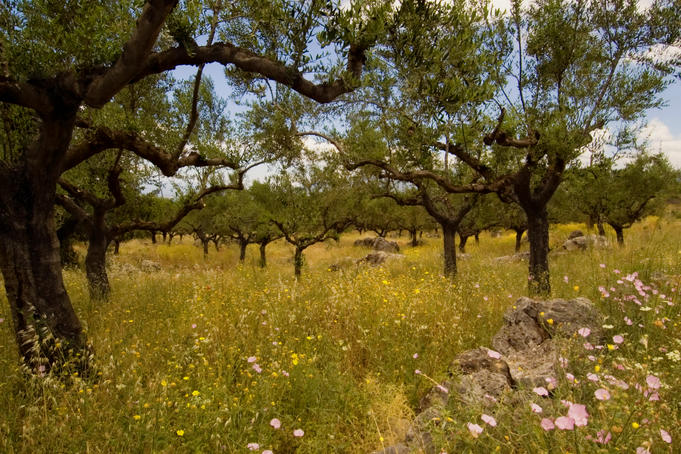 olive trees greece