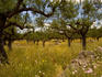 Olive trees near Kalamata.
