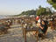 Image_22178-11