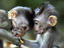 Monkeys at Sacred Monkey Forest Sanctuary.