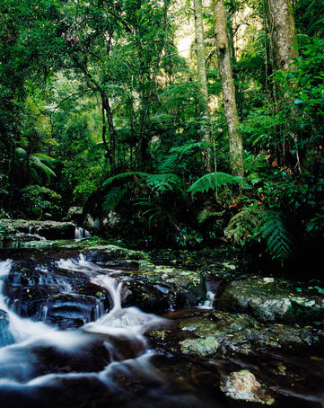 Terania Creek.