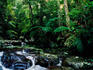 Terania Creek.
