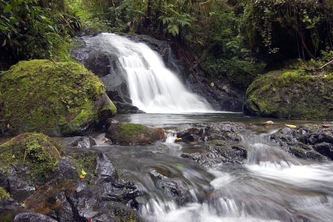 Cloud forest stream.