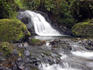Cloud forest stream.