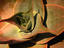 Image_22206-4