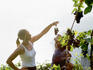 Woman feeding man a bunch of grapes.