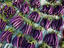 Purple eggplant, Fiji