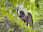 Angel sculpture, Savannah