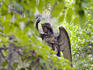 Angel sculpture at Bonaventure Cemetery.