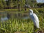 Solitary heron in Yellow Water wetland, Arnhem Land.