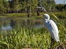 Solitary heron in Yellow Water wetland, Arnhem Land.