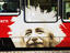 Tram, Bern