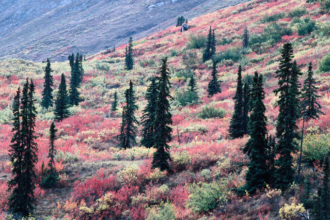 Trees on mountain slope during autumn, Brooks Range.
