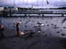 Children feeding birds at Tjorn.