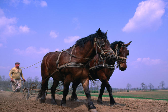Hungarian farmer plowing with horses.