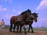 Hungarian farmer plowing with horses.