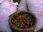 Harvested coffee beans, Costa Rica