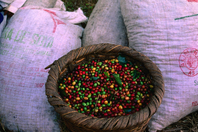 Harvested coffee beans in bags.