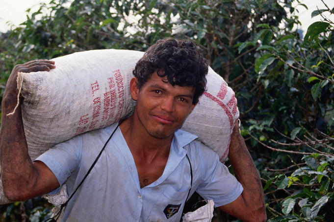 Coffee plantation worker with coffee bag.