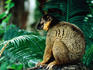 Red-ruffed lemur (Varecia variegata).