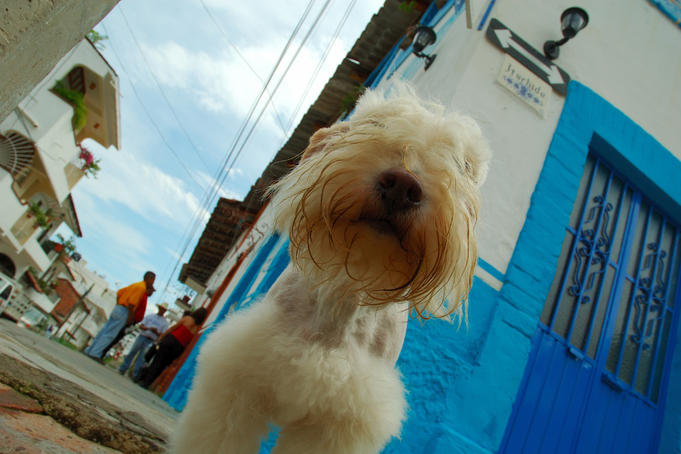 Dogs of the world