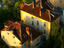 Image_22349-11