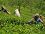 Tea pluckers at work, some still carry wicker baskets but many now use the less picturesque nylon bags, near Nuwara Eliya.